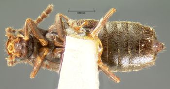 Media type: image;   Entomology 6562 Aspect: habitus ventral view